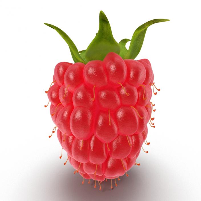 3D model Fresh Ripe Raspberry