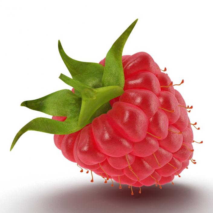 3D model Fresh Ripe Raspberry