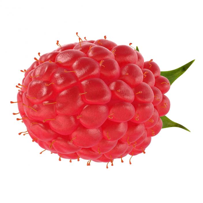 3D model Fresh Ripe Raspberry