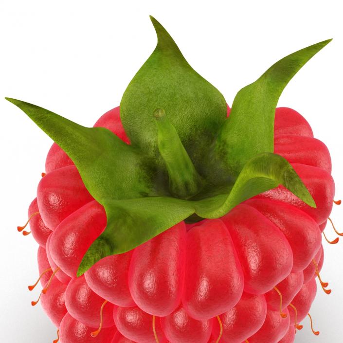 3D model Fresh Ripe Raspberry