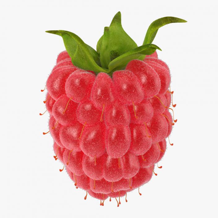 Ripe Red Raspberry with Fur 3D