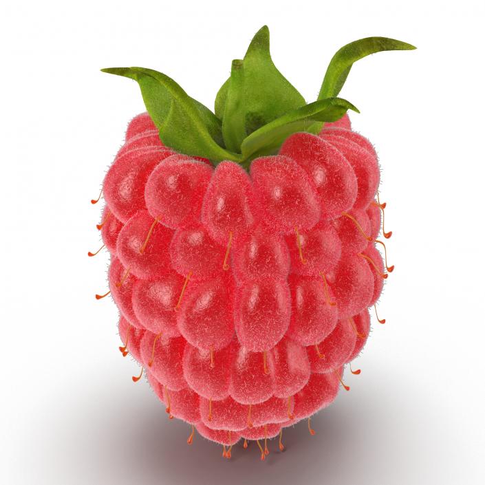 Ripe Red Raspberry with Fur 3D