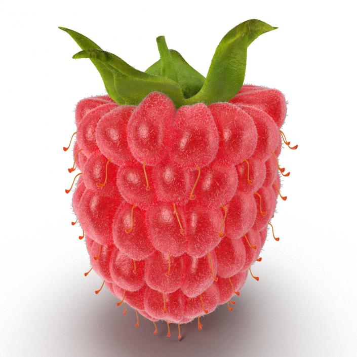 Ripe Red Raspberry with Fur 3D