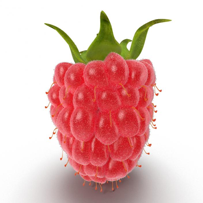 Ripe Red Raspberry with Fur 3D