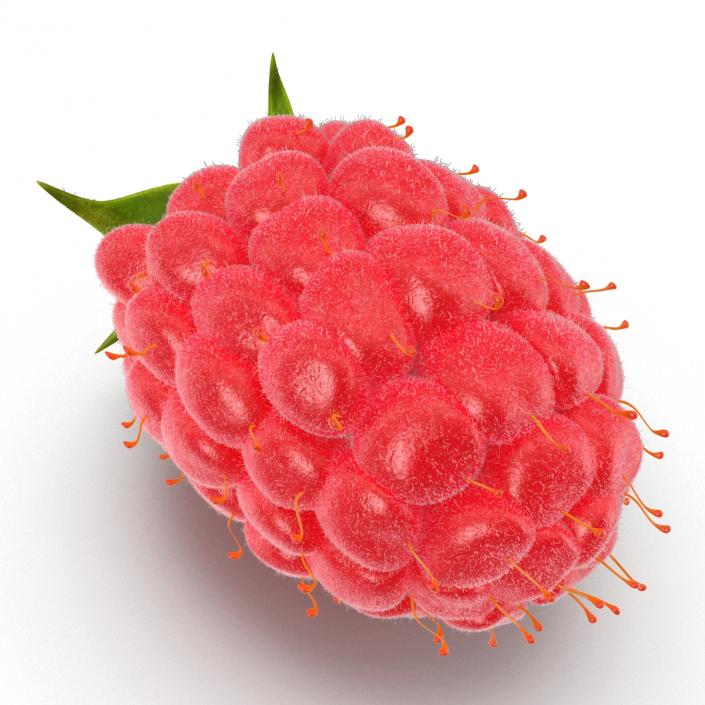 Ripe Red Raspberry with Fur 3D