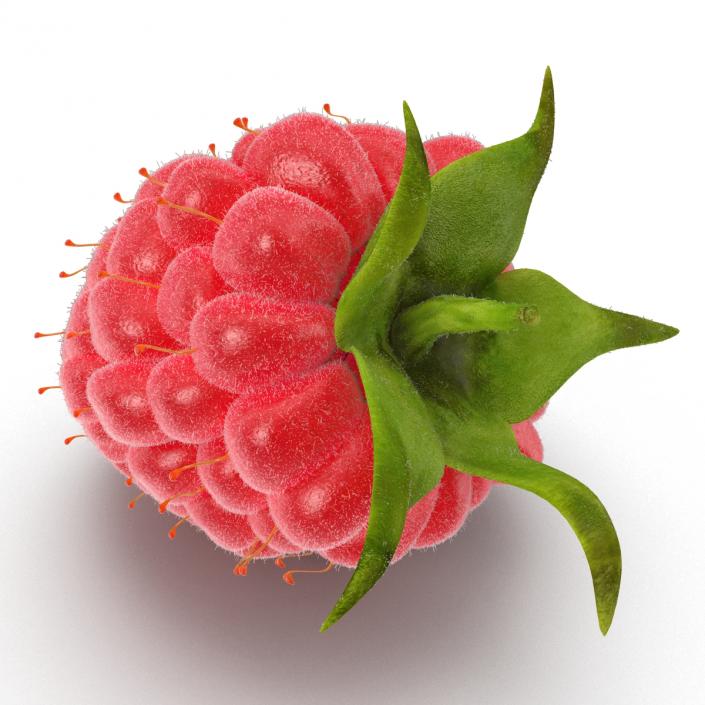 Ripe Red Raspberry with Fur 3D