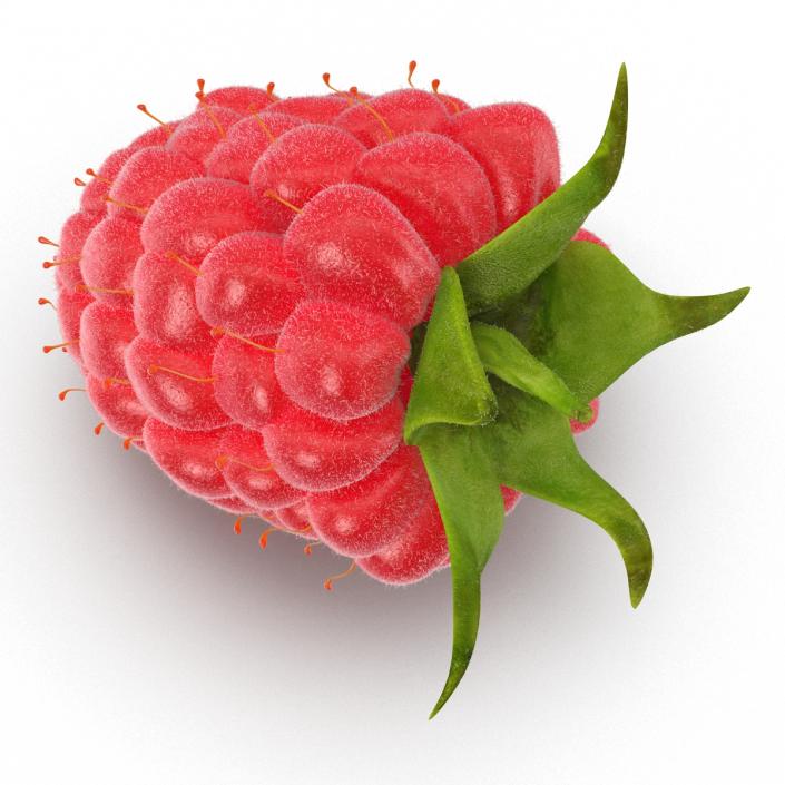 Ripe Red Raspberry with Fur 3D