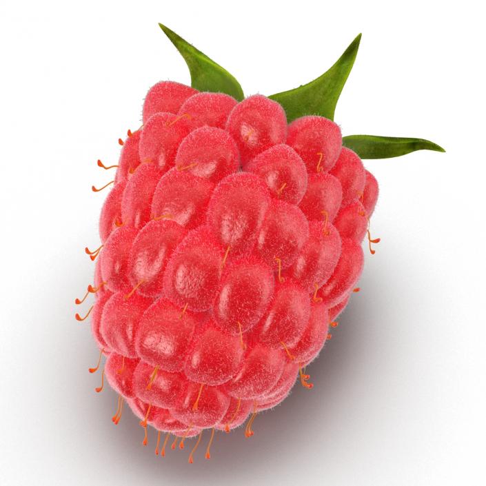 Ripe Red Raspberry with Fur 3D