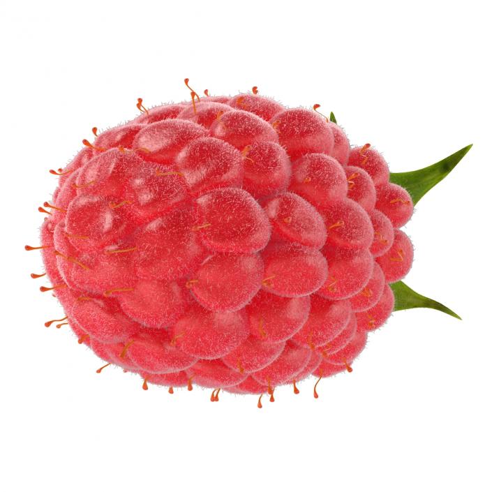 Ripe Red Raspberry with Fur 3D