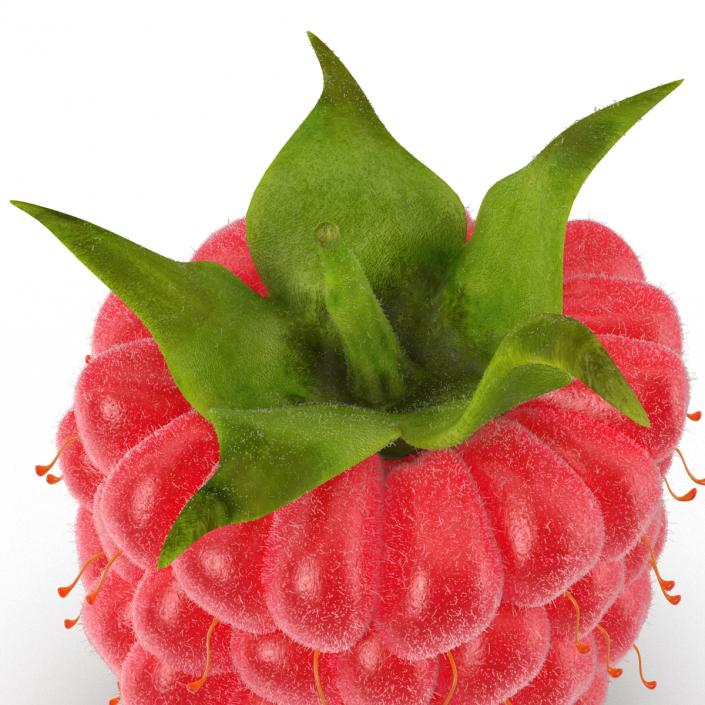 Ripe Red Raspberry with Fur 3D