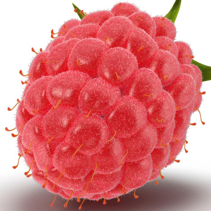 Ripe Red Raspberry with Fur 3D