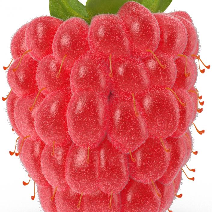 Ripe Red Raspberry with Fur 3D