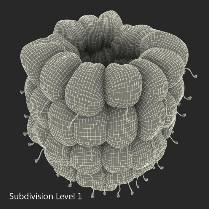 3D Red Raspberry model