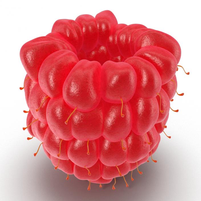 3D Red Raspberry model