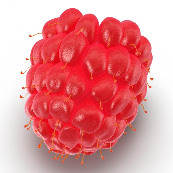 3D Red Raspberry model