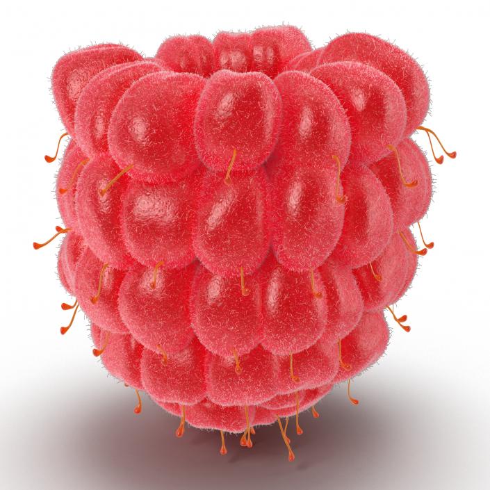 3D model Ripe Raspberry 2 with Fur