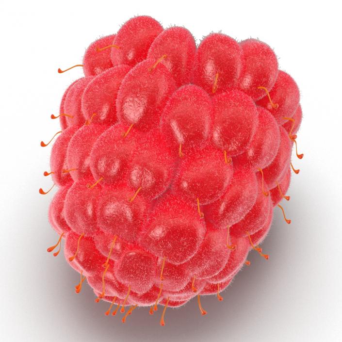 3D model Ripe Raspberry 2 with Fur