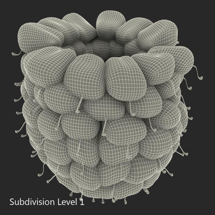 3D Ripe Red Raspberry model