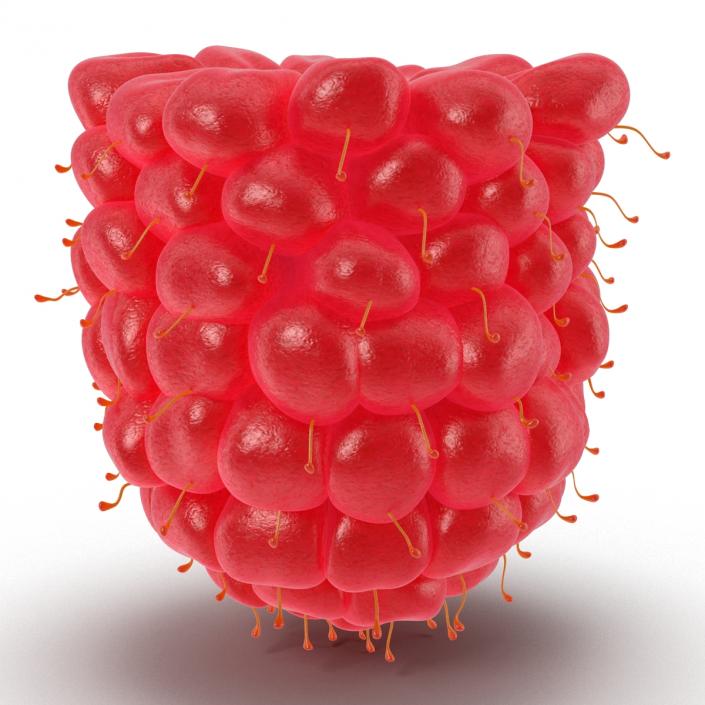 3D Ripe Red Raspberry model