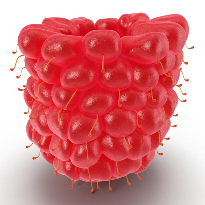 3D Ripe Red Raspberry model