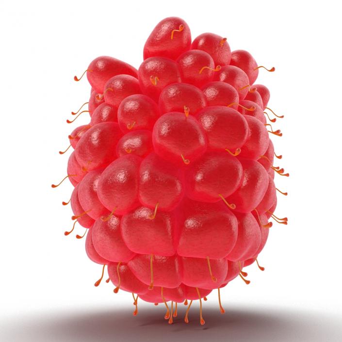 3D Ripe Red Raspberry model