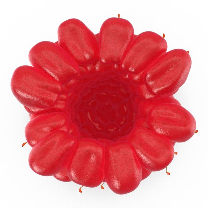 3D Ripe Red Raspberry model