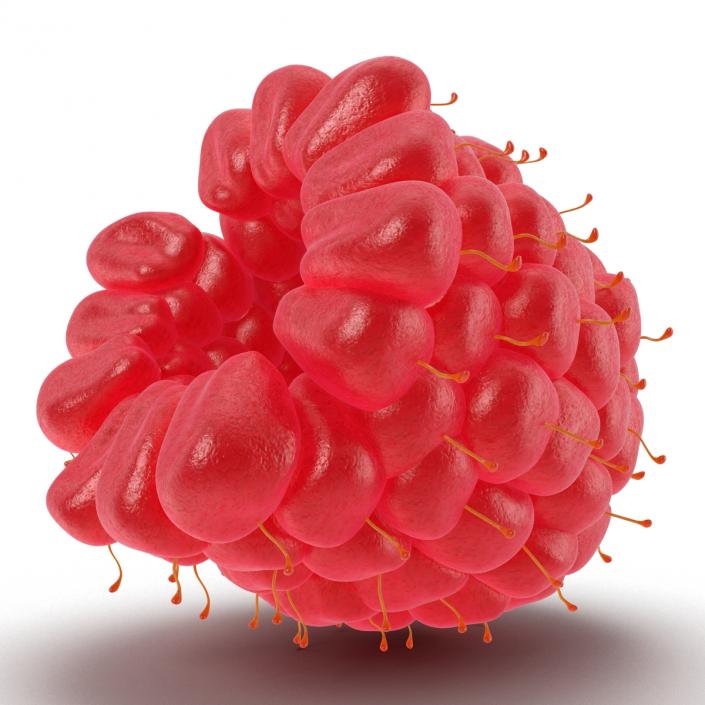 3D Ripe Red Raspberry model