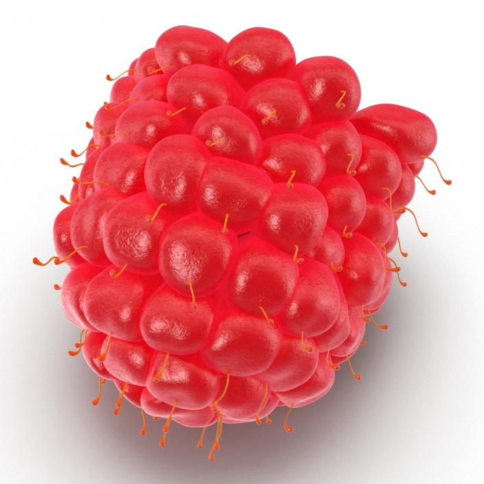 3D Ripe Red Raspberry model