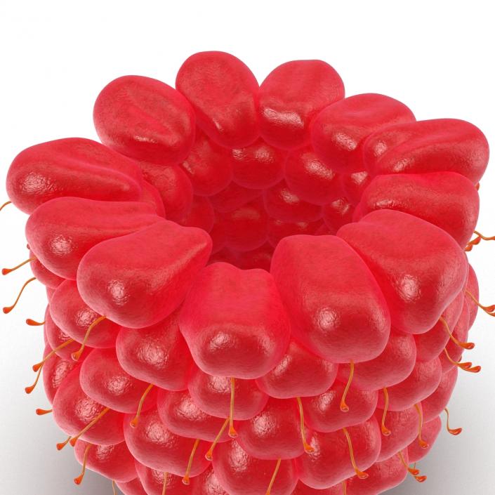 3D Ripe Red Raspberry model