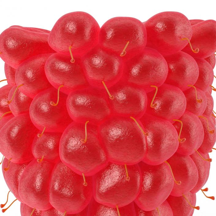 3D Ripe Red Raspberry model