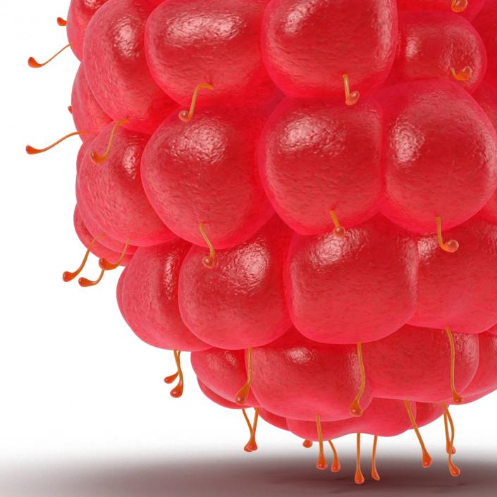 3D Ripe Red Raspberry model