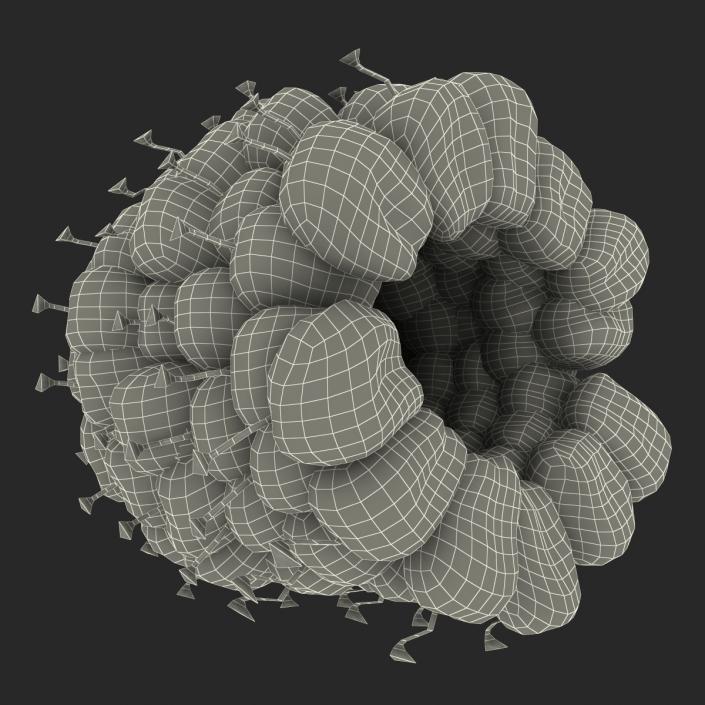 3D Ripe Red Raspberry model