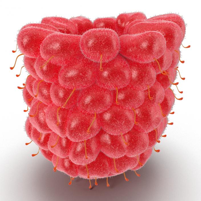 Fresh Raspberry with Fur 3D model