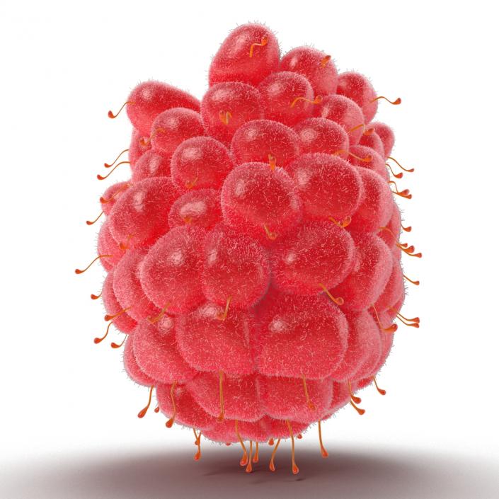 Fresh Raspberry with Fur 3D model