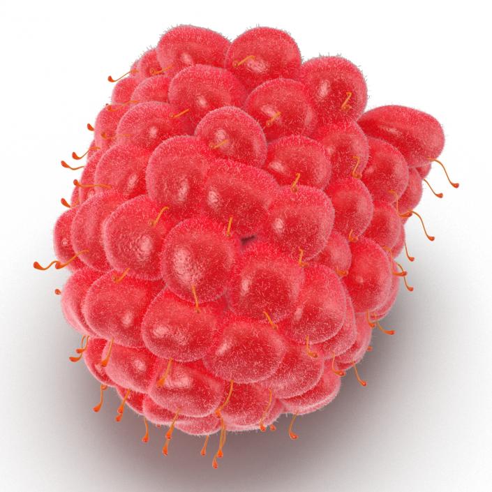 Fresh Raspberry with Fur 3D model