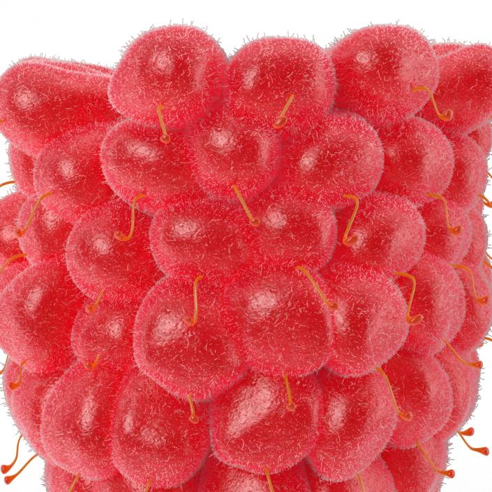 Fresh Raspberry with Fur 3D model