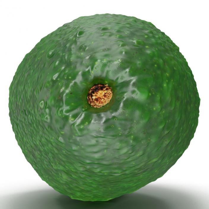 Avocado 3 3D model