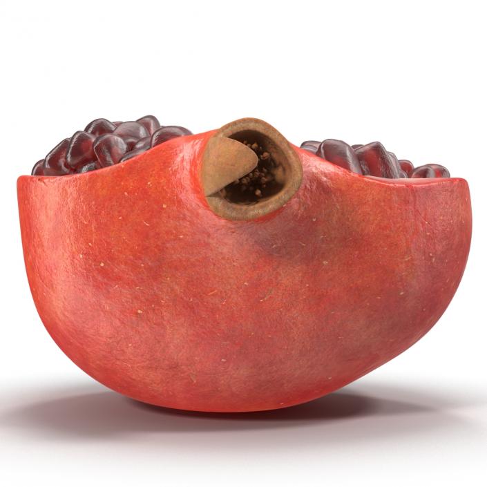 Pomegranate Cross Section 2 3D