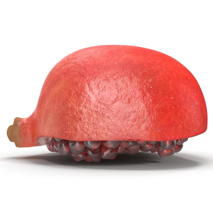 Pomegranate Cross Section 2 3D