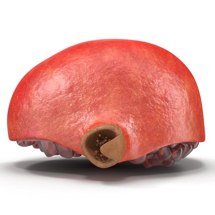 Pomegranate Cross Section 2 3D