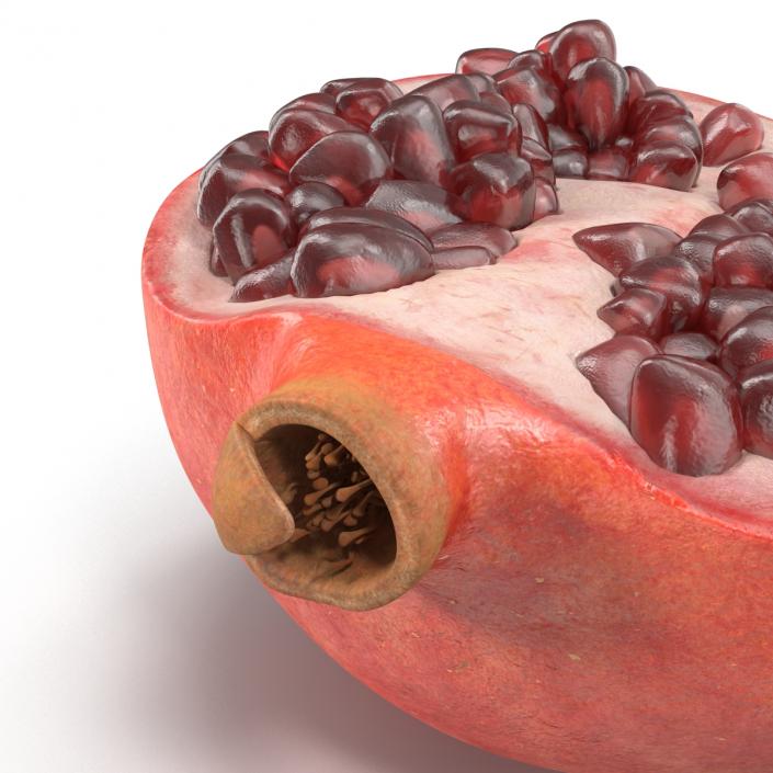 Pomegranate Cross Section 2 3D