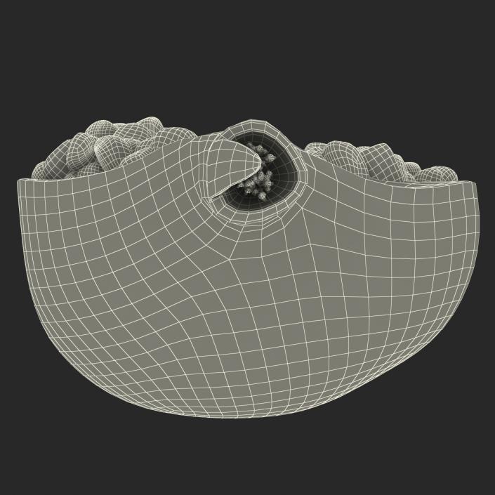 Pomegranate Cross Section 2 3D