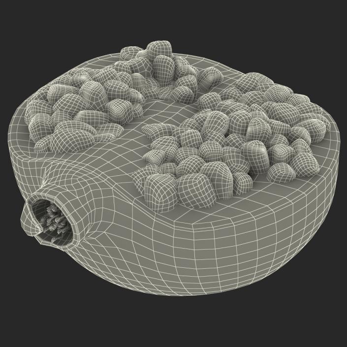 Pomegranate Cross Section 2 3D