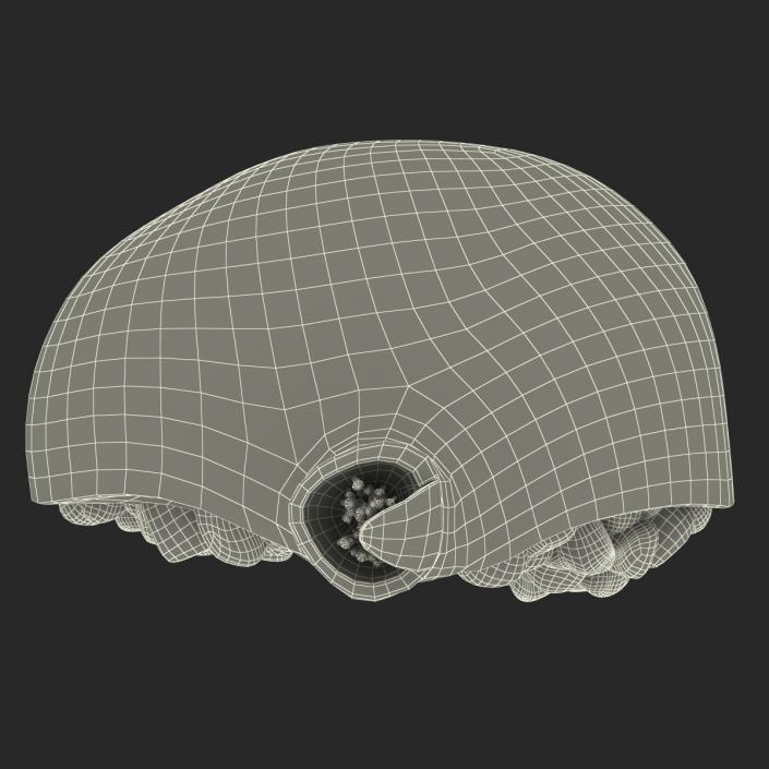 Pomegranate Cross Section 2 3D