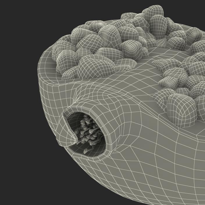 Pomegranate Cross Section 2 3D