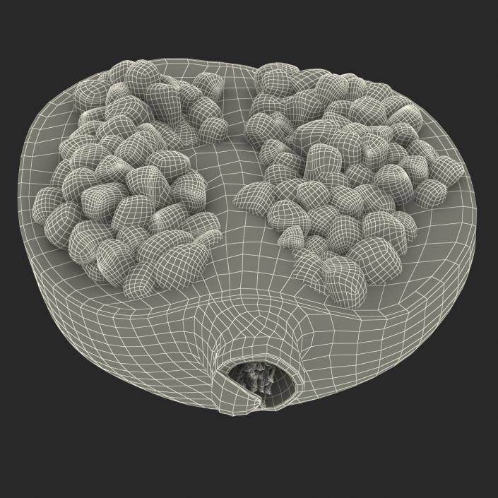 Pomegranate Cross Section 2 3D