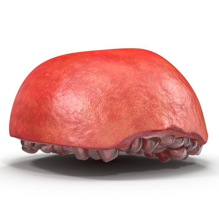 3D model Pomegranate Cross Section