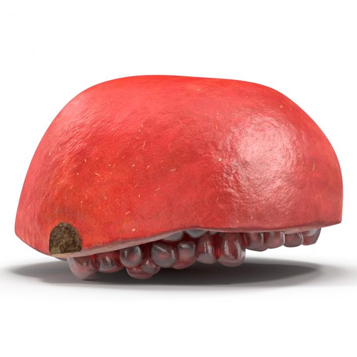 3D model Pomegranate Cross Section