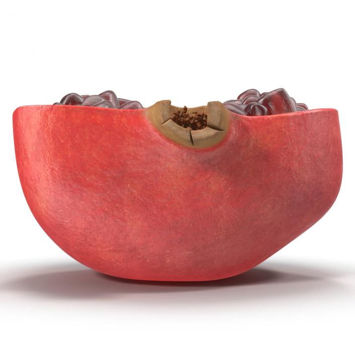 Pomegranate Cross Section 3 3D