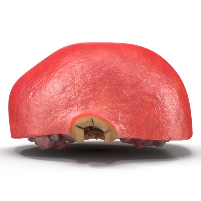 Pomegranate Cross Section 3 3D